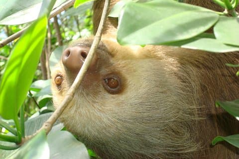 Puerto Limón Destaca Tour combinado 6 en 1. Excursión en tierra