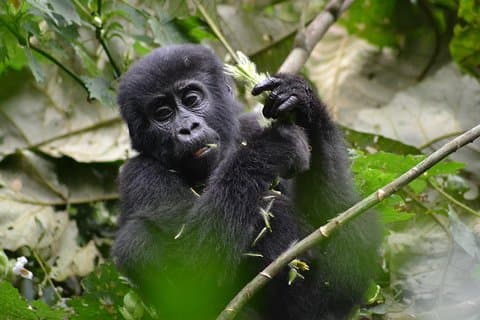Fliegen Sie in Gorilla Safari
