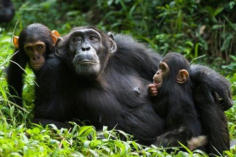 3 Tage Kibale National Park Chimpanzee Tracking