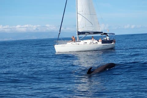 Passeio de iate particular com observação de baleias e golfinhos barco de 33 pés