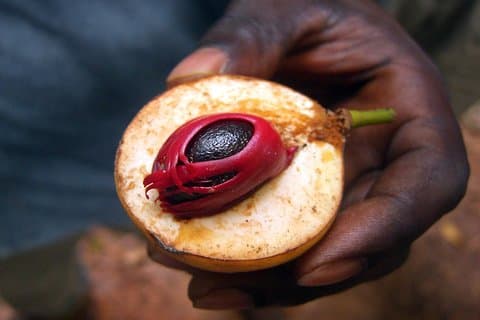 Zanzibar Spice Tour