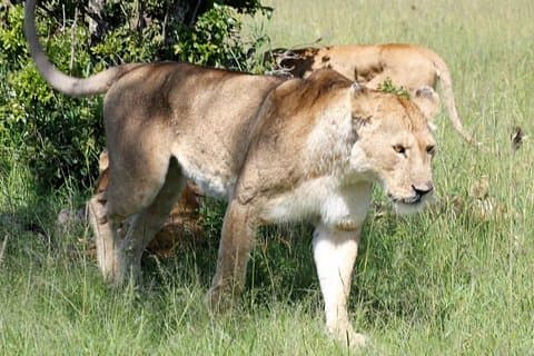 3 dager (2 netter) Tsavo East Tour & Saltlick (kostnad basert på minimum 2 personer)