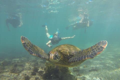 5 jours au saut dans les îles des Galapagos