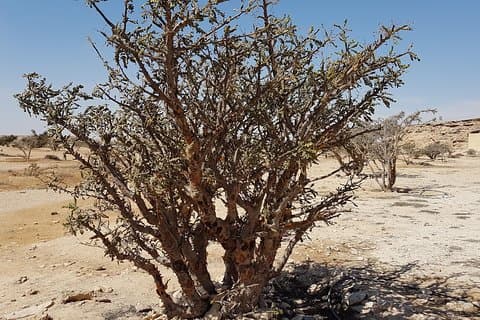 UNESCO World Heritage sites - Land of Frankincense - Salalah Oman
