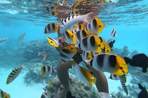 Half Day Snorkeling in Moorea