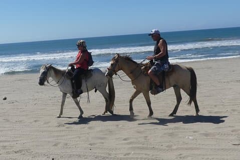 Wild & gratis: Lagoon Boat, Beach Horseback, Crocs & Turtle utgivelse