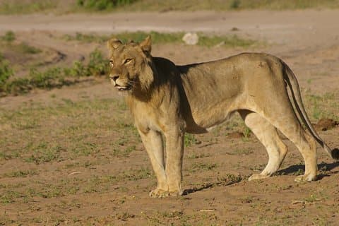 Chobe National Park Full Day Safari + boottocht(Botswana)