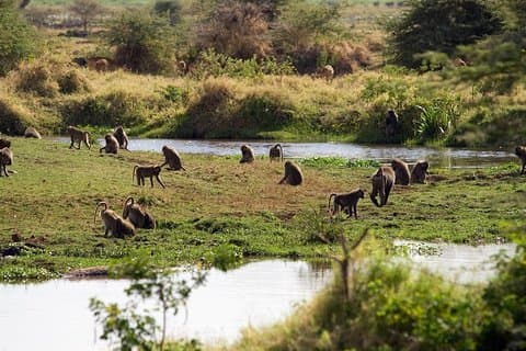 Excursion d'une journée au lac Manyara
