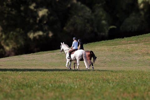 Viagem de um dia: Museu do Azeite e do Vinho com almoço + Passeio a Cavalo