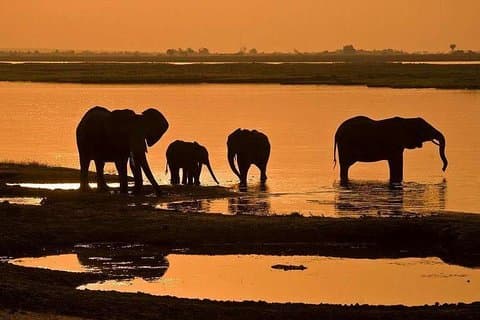 5-tägiger Chobe National Park - Tour Safari