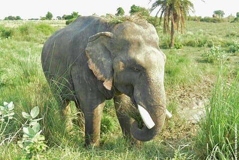 Desde Jaipur : Visitas Agrarias con Elephant Conservation & Delhi Drop