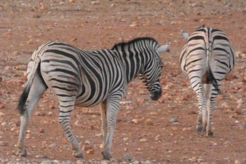 4-dages Etosha Safari Private Guided Tour Namibia