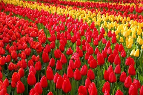 Privater Tagesausflug von Amsterdam nach Keukenhof mit Eintrittskarten