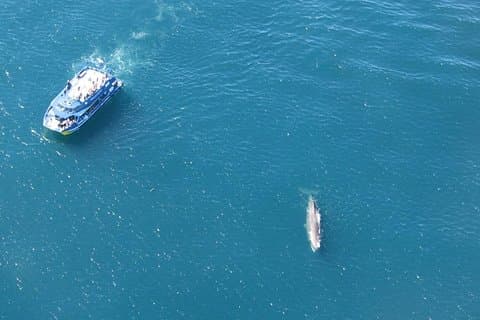 クライストチャーチ発カイコウラウェールウォッチング日帰り旅行