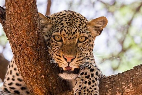 Privat Tsavo East & Tsavo West 3days Wildlife Safari Fra Mombasa