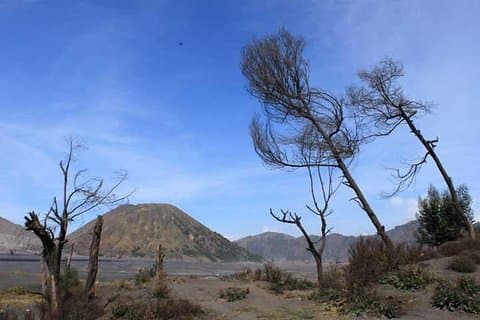 Bromo panorama tour to avoid the crowds - start Malang // 1 day tour