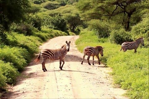 Lake Manyara National Park Day Trip