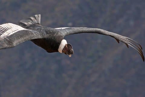 4 Days Arequipa and Colca Canyon from Arequipa
