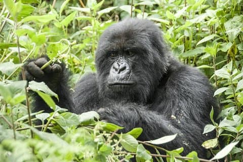 5 Tage Gorilla- und Schimpansen-Tracking