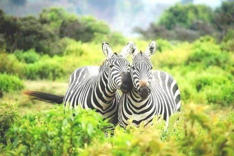 Tour di 1 giorno al Lago Mburo Safari naturalistico