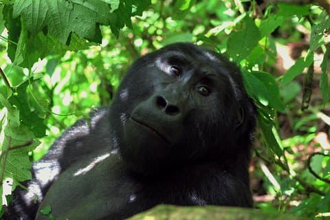 Uganda Wildlife Holiday - 8 Days