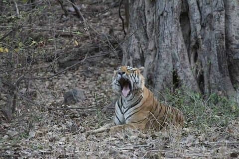 Privat heldagstur til Ranthambore