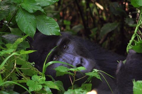 Safari alla ricerca di gorilla e scimpanzé - 4 giorni