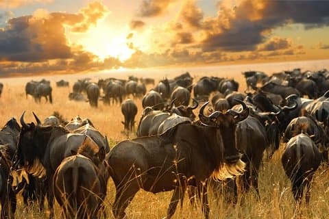 6 giorni di vacanza safari in migrazione con gnu Masai Mara