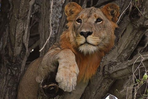 Uganda Gorillas und Wildsafari - 10 Tage