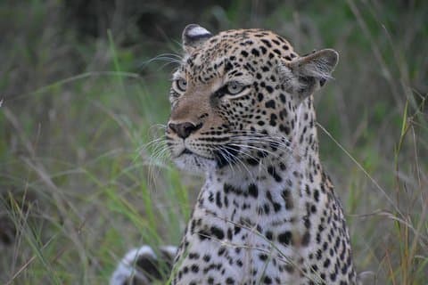 Oeganda Wildlife & Activity Holiday - 15 dagen