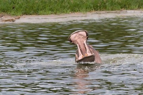 Ultieme luxe safari in Oeganda - 14 dagen