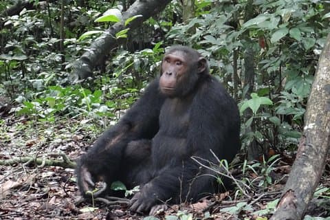 1 Tag Schimpansen-Tracking im Budongo-Wald und im Kaniyo Pabidi