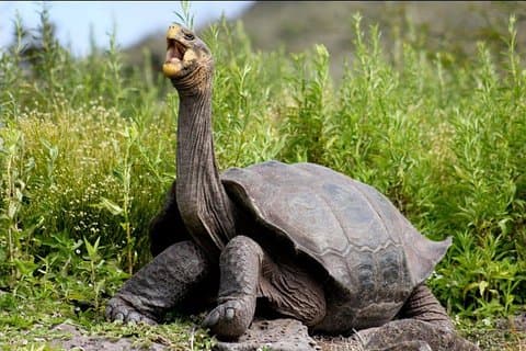Transfer from the airport to hotel with excursions in Santa Cruz Island