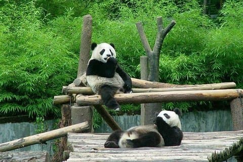 Private Transfer between Shanghai Zoo and City Hotels