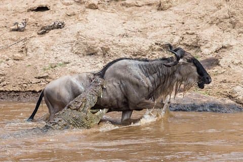 6 giorni di migrazione Safari Serengeti e Ngorongoro Crater