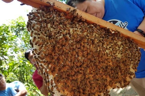 BEEsita Sa Bukid - Guided Bee Farm Tour