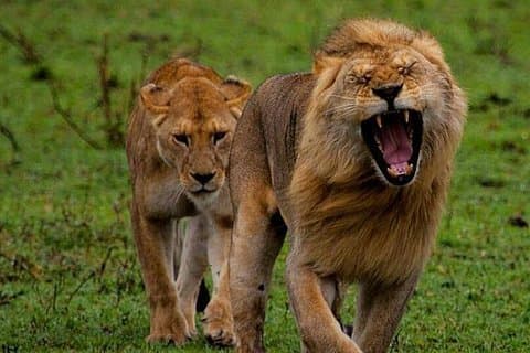 Tanzania Safari - La grande migration au nord du Serengeti et du lac Natron