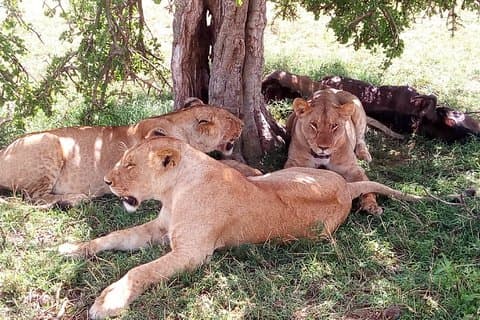 3 days Maasai Mara safari from Nairobi