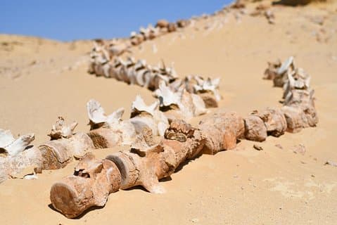 Hoteller i nærheden af Wadi El-Hitan, Wadi El-Rayyan & Al Fayyom Oasis