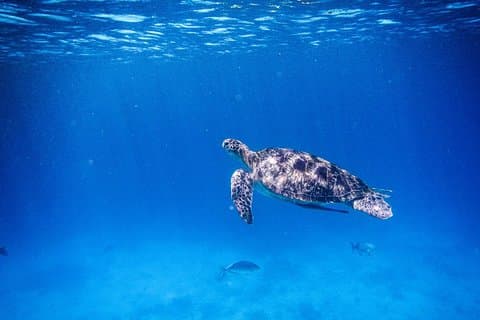 Khao Lak: Wow Andaman Snorkeling Trip to Similan Islands