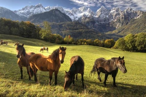 Equitazione a Bled