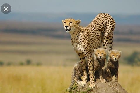 ANN VAN DYK Cheetah and Wildlife Centre Private Safari (Private)