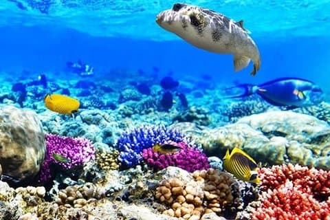 Diving & Snorkeling Boat Trip to Ras Mohamed Sharm El Sheikh