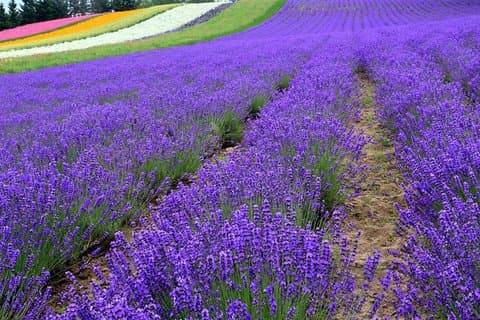 Hokkaido Furano Lavendelfarm und Blue Pond Tagesausflug von Sapporo