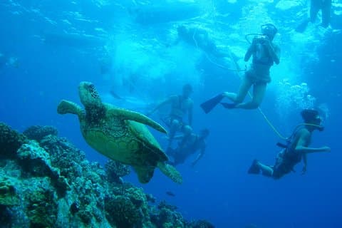 Maui: Molokini e Turtle Town a bordo do Pride of Maui