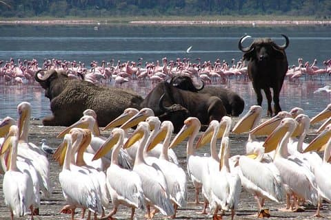 2-dages Flamingo-tur til Bogoriasøen og Nakuru-søen fra Nairobi