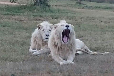 Full-Day Pilanesberg National Park from Johannesburg and Pretoria
