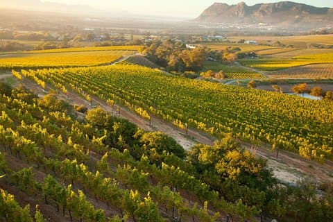 Kapstadt: Private Halbtagestour durch die Winelands