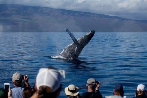 Maui Premium dinercruise bij zonsondergang & walviswacht