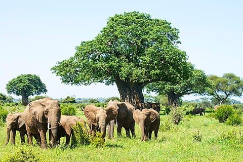 6 Day Group Camping Safari Tarangire Serengeti Ngorongoro Manyara